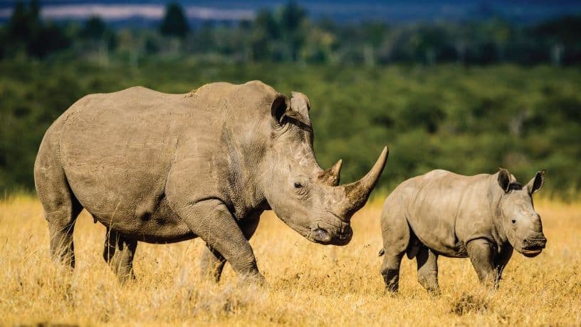 iKhokha Teams Up with Project Rhino to Make Donations Easier